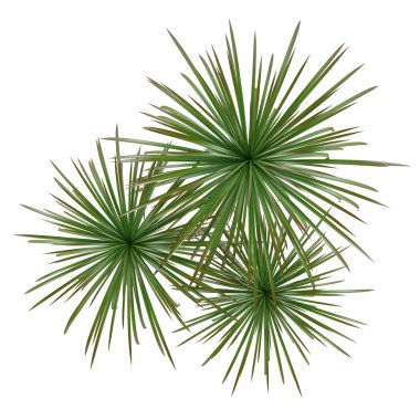 Palm bitki ağaç üst