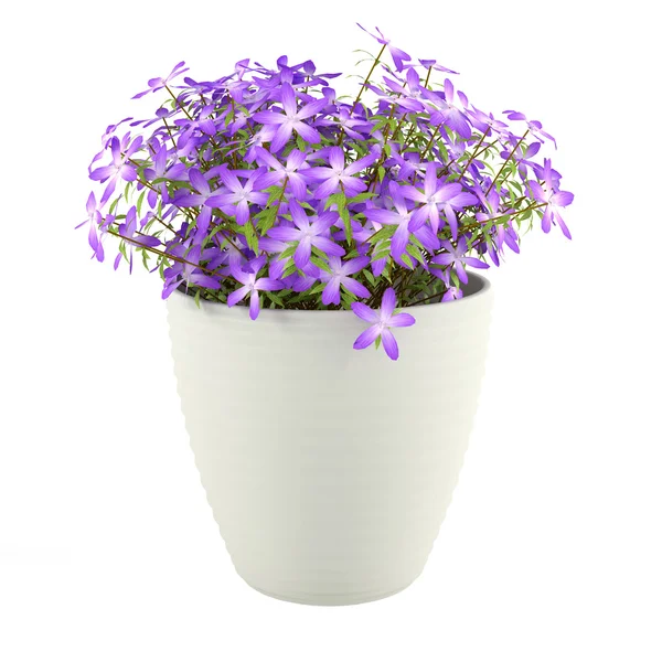 Fleurs violettes dans le pot — Photo