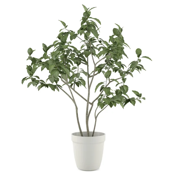 Plant tree in the pot isolated — Stock Photo, Image