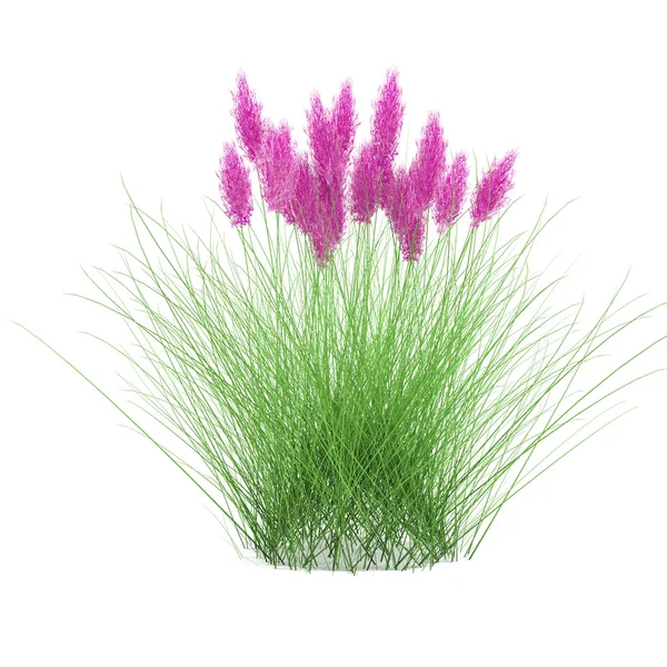 Plant flower — Stock Photo, Image