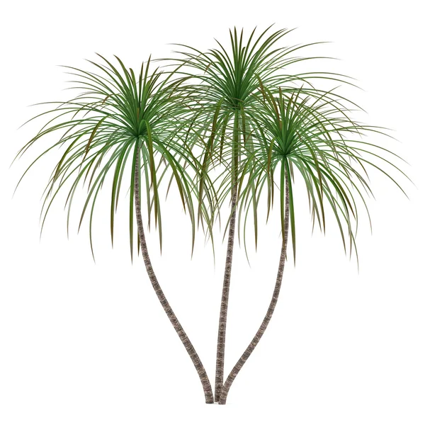 Завод дерево пальми — стокове фото