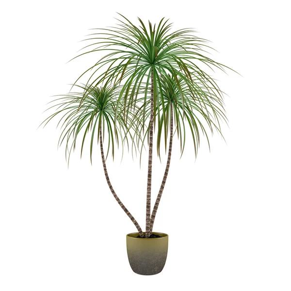 Palm plant tree in the pot — Stock Photo, Image