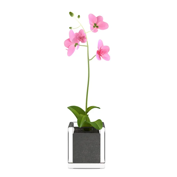 Orchid pink flower in the pot — Stock Photo, Image