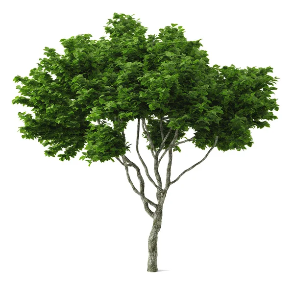 Geïsoleerde boom. — Stockfoto