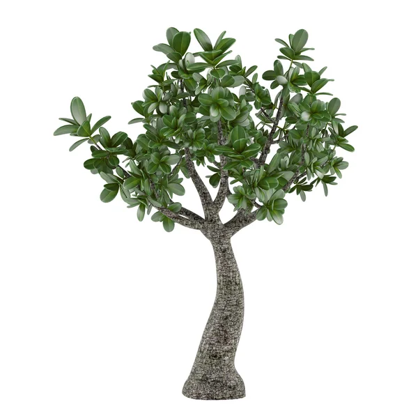 Exotic plant tree — Stock Photo, Image