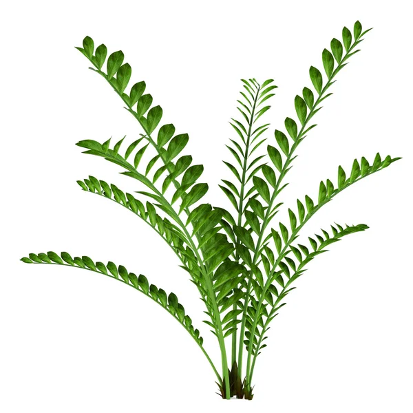 Exotic plant bush — Stock Photo, Image