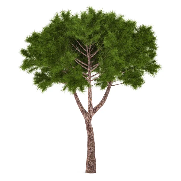 Tree pine isolated. — Stock Photo, Image