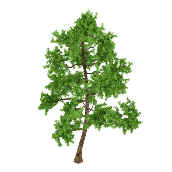 Exotischer Kiefernbaum — Stockfoto