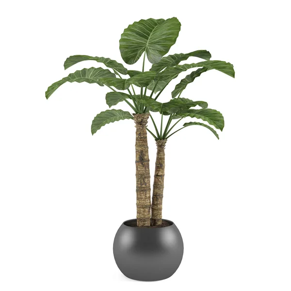 Decorative palm plant tree in the ball pot — Stock Photo, Image