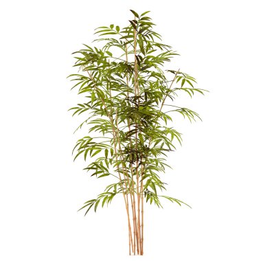 Bambu bitki