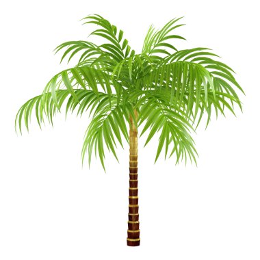 Dekoratif palm