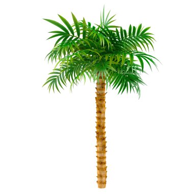 Dekoratif palm