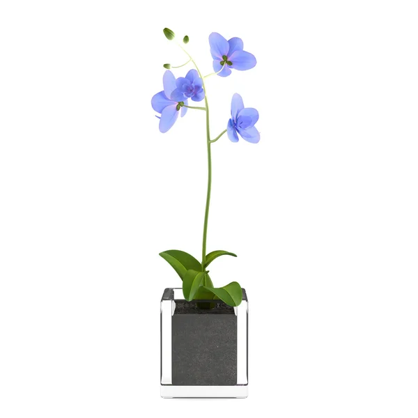 Orquídea flor azul no pote — Fotografia de Stock