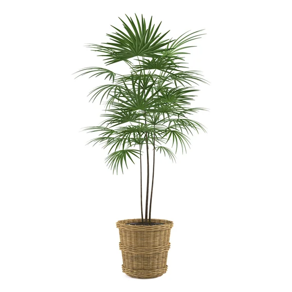 Decorative palm in the pot — Stock Photo, Image