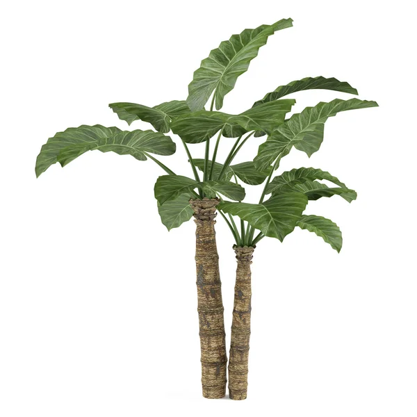 Palm plantera träd — Stockfoto