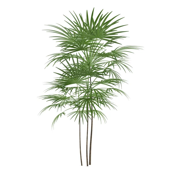 Roślina palmy — Zdjęcie stockowe
