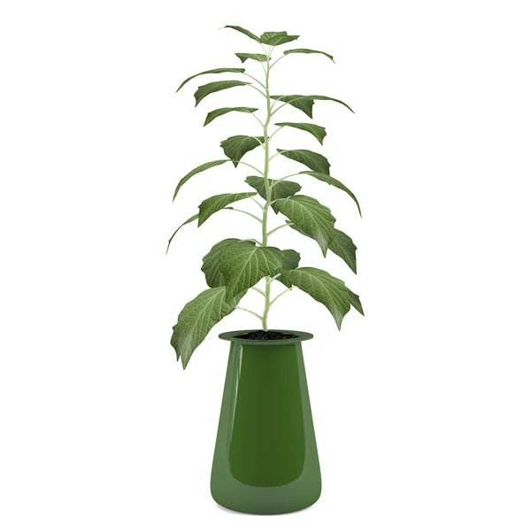Plantera träd i potten — Stockfoto