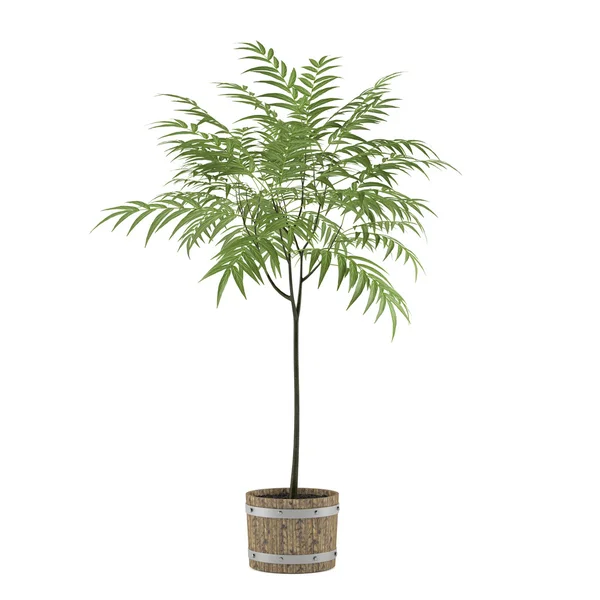 Junge Pflanze Baum im Topf — Stockfoto