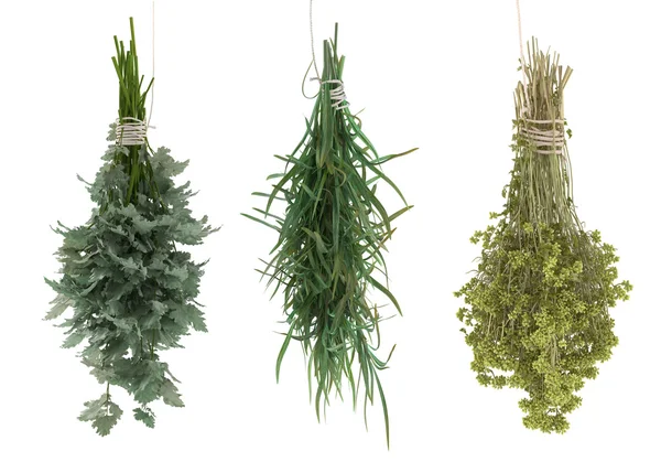 Estragon, parsley, sagebrush, tarragon — Stock Photo, Image