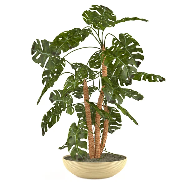 Palm plant in de pot — Stockfoto