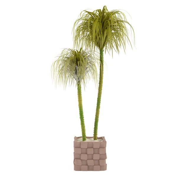 Decorative palm in the pot — Stock Photo, Image