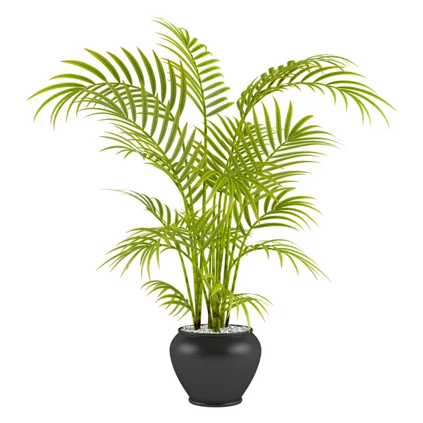 Palm in de pot — Stockfoto