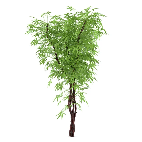 Dekorativ växt buske — Stockfoto