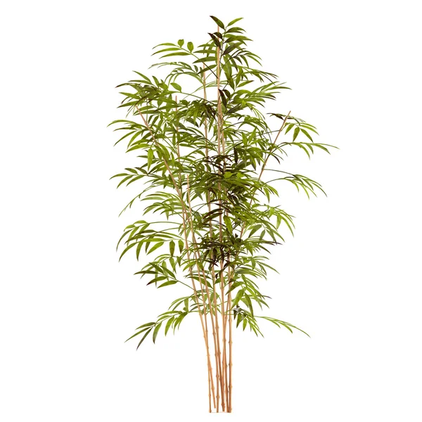 Bamboo plant — Stock Photo, Image