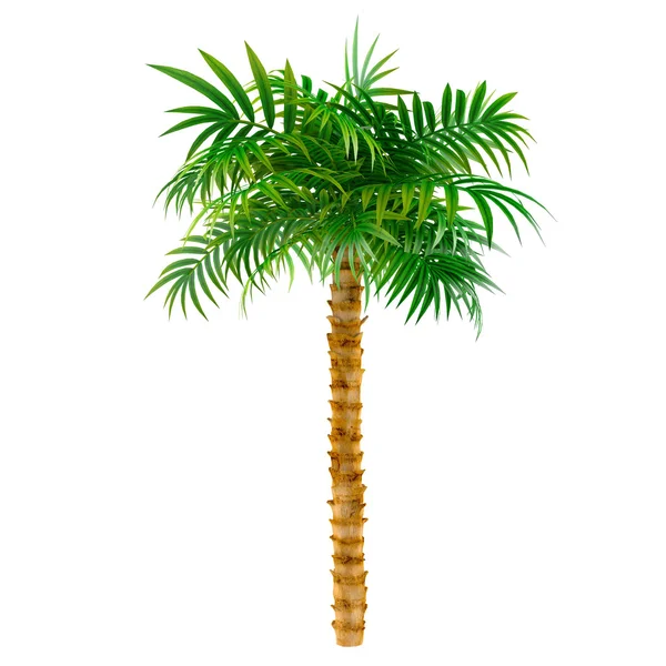 Palma decorativa — Foto de Stock