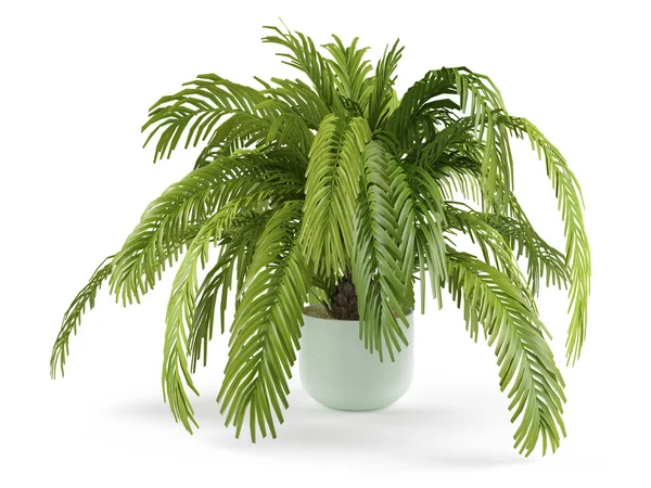 Palm plantera träd i potten — Stockfoto