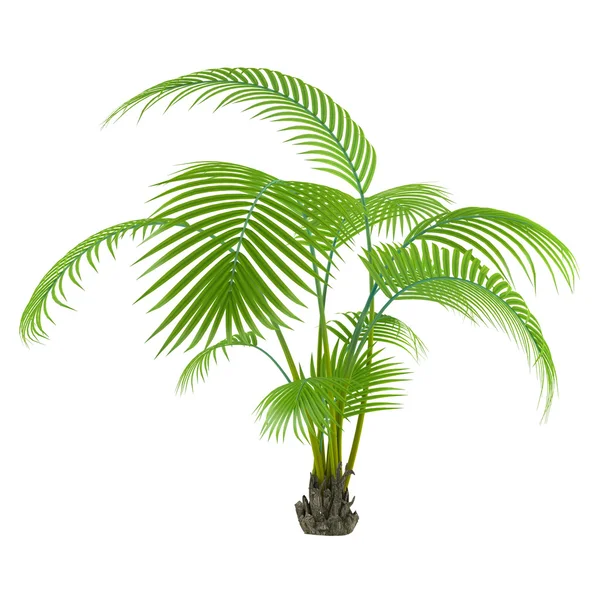 Palmenbaum — Stockfoto