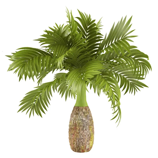 Palm διακοσμητικό φυτό — Φωτογραφία Αρχείου