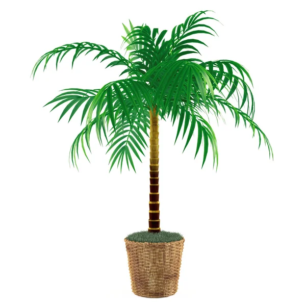 Decorative palm plant in the pot — Stock Photo, Image