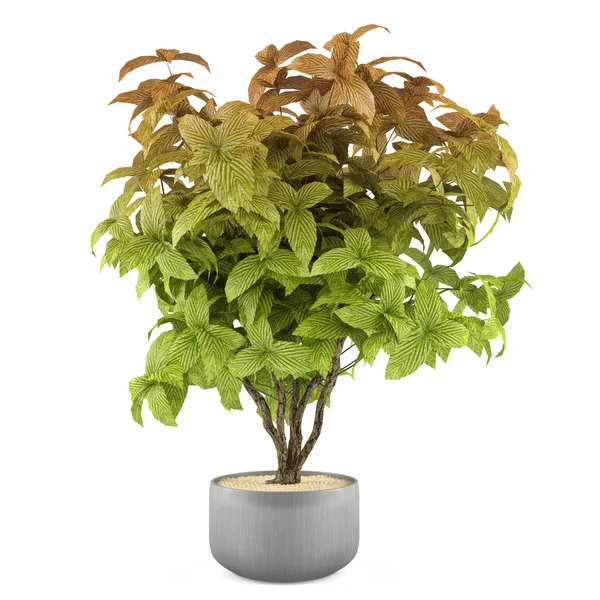 Exotische planten bush in de metalen pot — Stockfoto