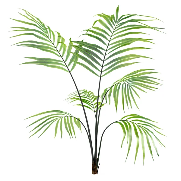 Roślina palmy na białym tle — Zdjęcie stockowe