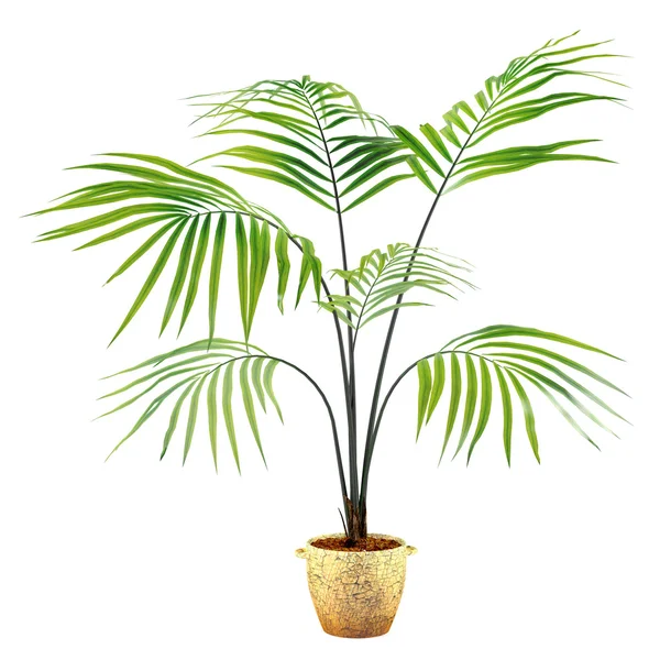 Palm plant in the pot — Stock Photo, Image