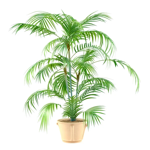 Пальмовое растение в горшке — стоковое фото