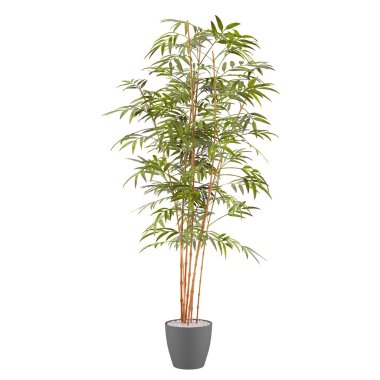 Bambu bitki tencerede