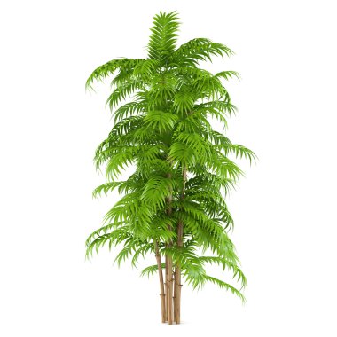 palmiye ağaç bitki