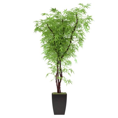 bitki bush pota