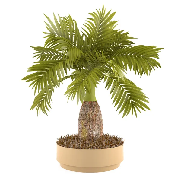 Decorative palm plant in the pot — Stock Photo, Image