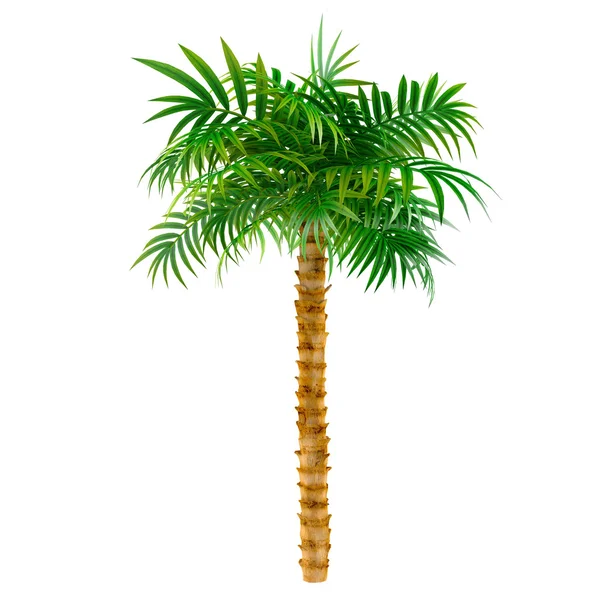 Dekorative Palme — Stockfoto