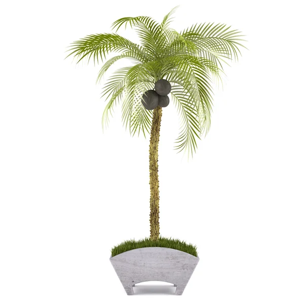 Palm tree in the pot — Stock Photo, Image