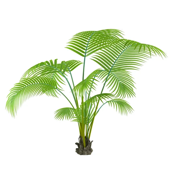 Palm plantera träd — Stockfoto
