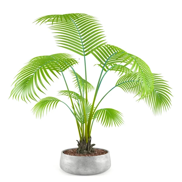 Пальмова рослина в горщику — стокове фото