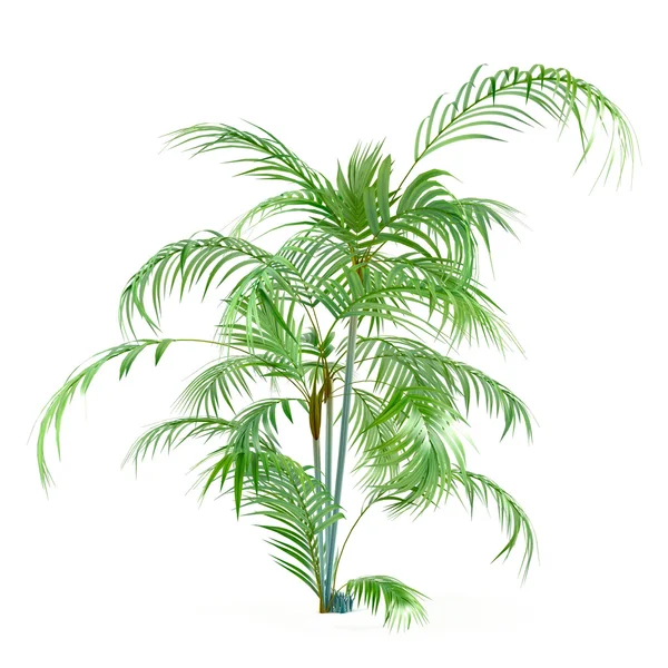 Palm plantera träd isolerade — Stockfoto