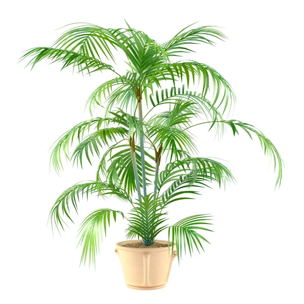 Palm növény a pot — Stock Fotó