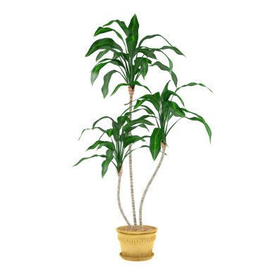 Dekoratif bitki palm pota
