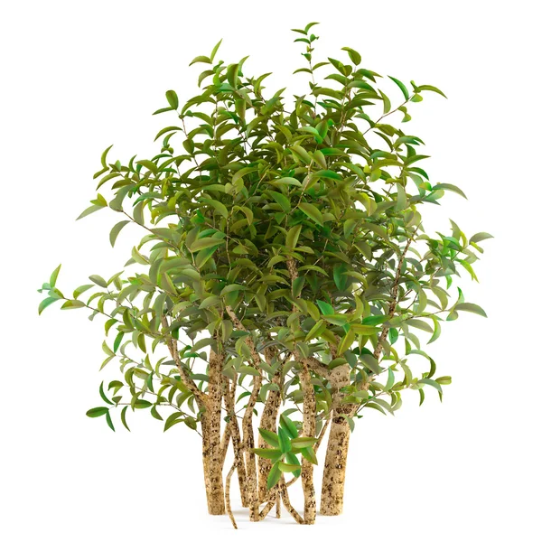 Träd bush isolerade — Stockfoto