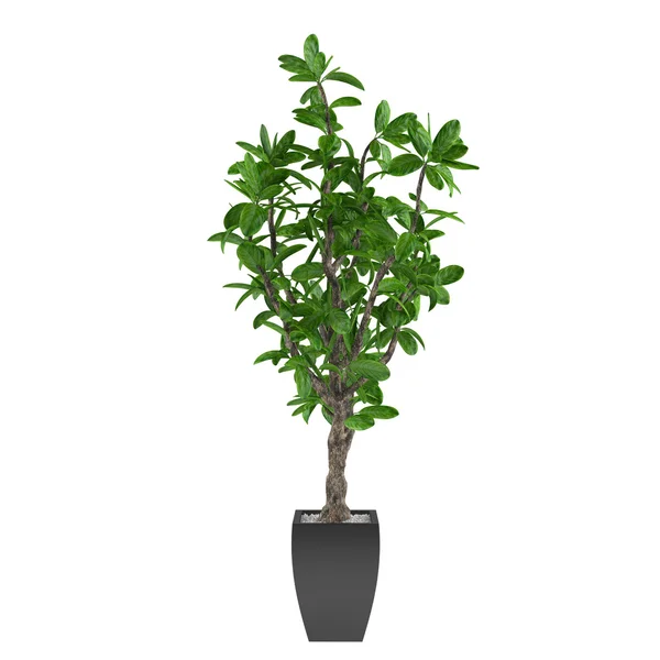 Plant tree in the pot — Stock Photo, Image